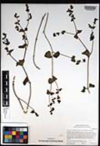 Mirabilis laevis image