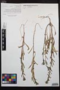 Camissoniopsis robusta image