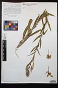 Oenothera elata subsp. hirsutissima image