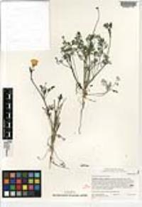 Eschscholzia californica image