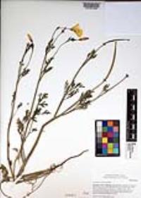 Eschscholzia californica image