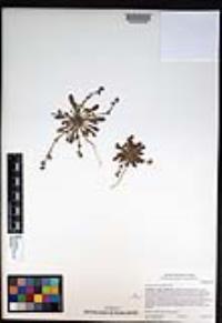 Chorizanthe procumbens image