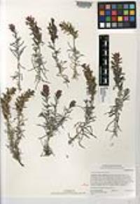 Castilleja foliolosa image