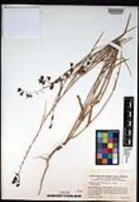 Caulanthus coulteri image