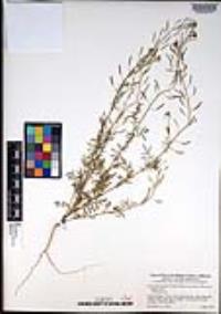 Descurainia pinnata subsp. glabra image