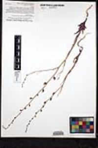 Streptanthus glandulosus subsp. glandulosus image