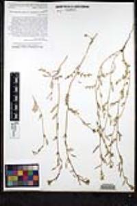 Tropidocarpum capparideum image