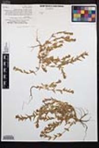 Epilobium campestre image