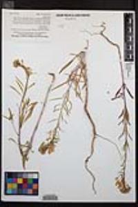 Eremothera boothii var. decorticans image