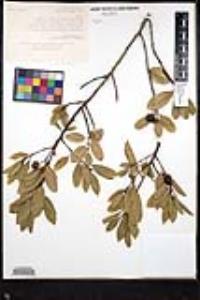 Frangula californica image