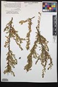 Prunus fasciculata var. punctata image