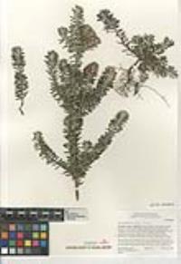 Westringia fruticosa image