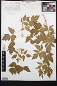 Acer negundo var. californicum image