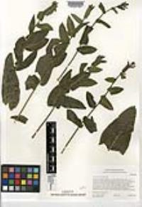 Acourtia microcephala image