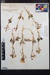 Chylismia claviformis image