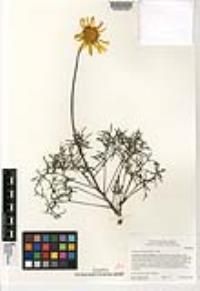 Coreopsis maritima image