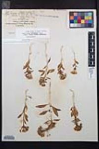 Eremothera boothii var. condensata image
