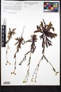 Plagiobothrys nothofulvus image