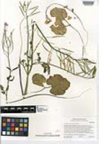 Cardamine californica image