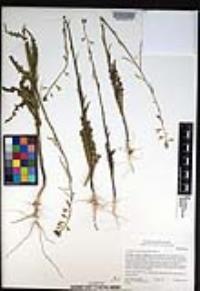 Caulanthus heterophyllus image