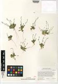 Draba cuneifolia var. integrifolia image