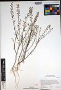 Lepidium nitidum image