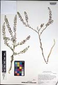 Lepidium virginicum subsp. menziesii image