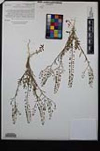 Lepidium virginicum var. robinsonii image