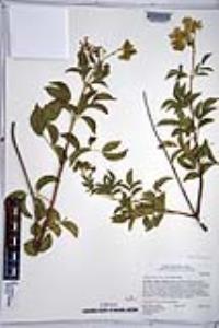 Sambucus cerulea image