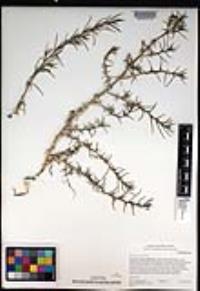 Salsola tragus image