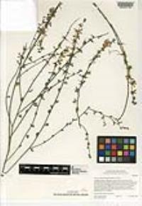 Acmispon glaber var. glaber image