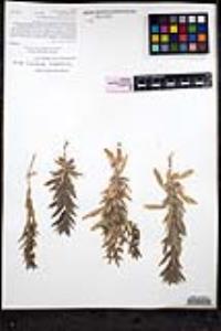 Trichostema lanceolatum image