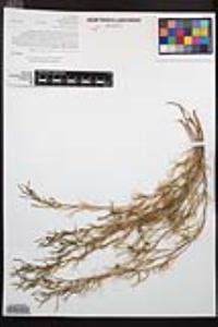 Camissonia strigulosa image