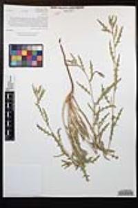 Oenothera californica image