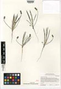 Plantago erecta image