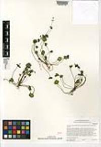 Claytonia perfoliata subsp. mexicana image