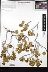 Rhamnus ilicifolia image