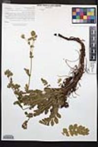 Horkelia cuneata image