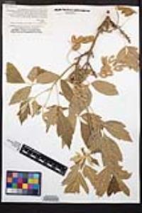 Acer negundo var. californicum image