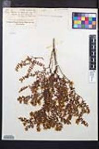 Larrea tridentata image
