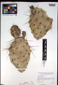 Opuntia phaeacantha image