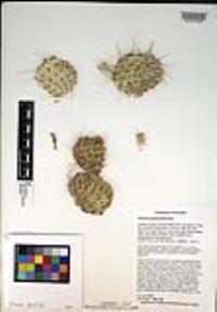 Opuntia polyacantha image