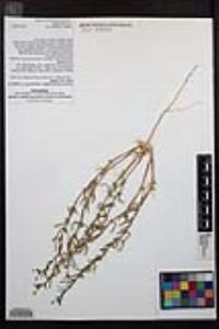 Camissoniopsis pallida subsp. pallida image