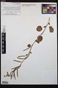 Chylismia cardiophylla image