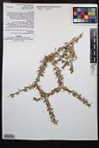 Prunus fasciculata image