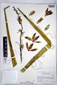 Yucca schidigera image