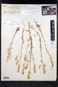 Thysanocarpus curvipes subsp. eradiatus image