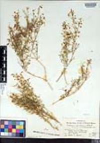 Fagonia laevis image