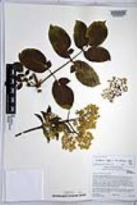 Sambucus cerulea image