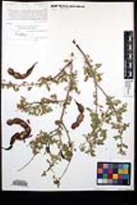 Senegalia greggii image
